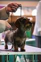 Crufts2011_2 1341